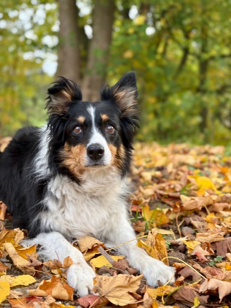 Border-Collie-Hündin Luna liegt aufmerksam im Herbstlaub